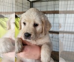 Small Photo #7 Golden Retriever Puppy For Sale in MOUNT CRAWFORD, VA, USA