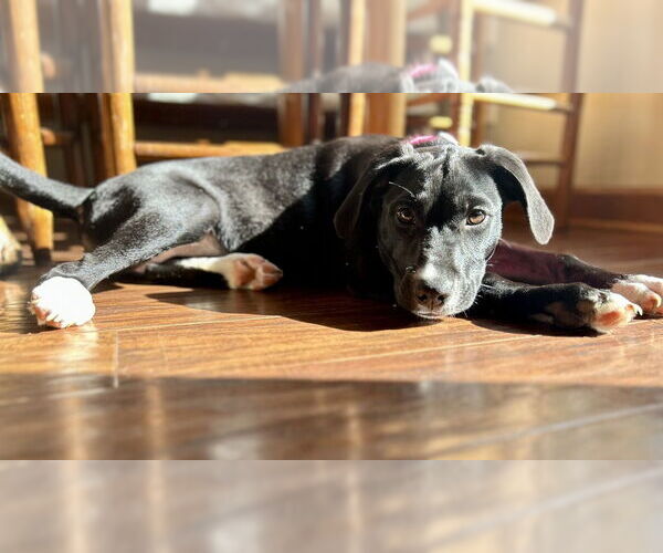 Medium Photo #4 Labrador Retriever-Unknown Mix Puppy For Sale in Mooresville, NC, USA