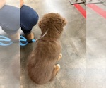 Small #3 Miniature American Shepherd