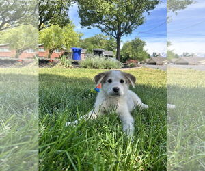 Australian Shepherd-Unknown Mix Dogs for adoption in Sandy, UT, USA