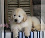 Small Photo #6 Golden Retriever Puppy For Sale in LITITZ, PA, USA