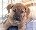 Small #6 Labrador Retriever Mix