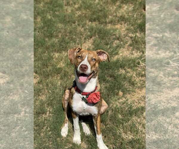 Medium Photo #12 Mutt Puppy For Sale in Greenville, SC, USA