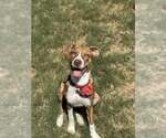 Small Photo #12 Mutt Puppy For Sale in Greenville, SC, USA