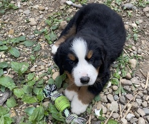 Bernese Mountain Dog Puppy for sale in SECOR, IL, USA