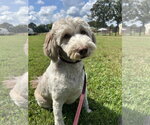 Small Goldendoodle (Miniature)