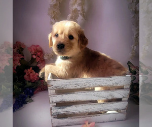 Golden Retriever Puppy for sale in PHELAN, CA, USA