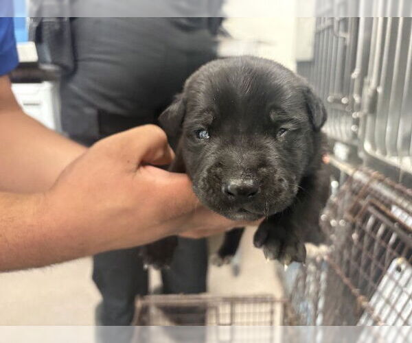 Medium Photo #1 Mutt Puppy For Sale in San Bernardino, CA, USA