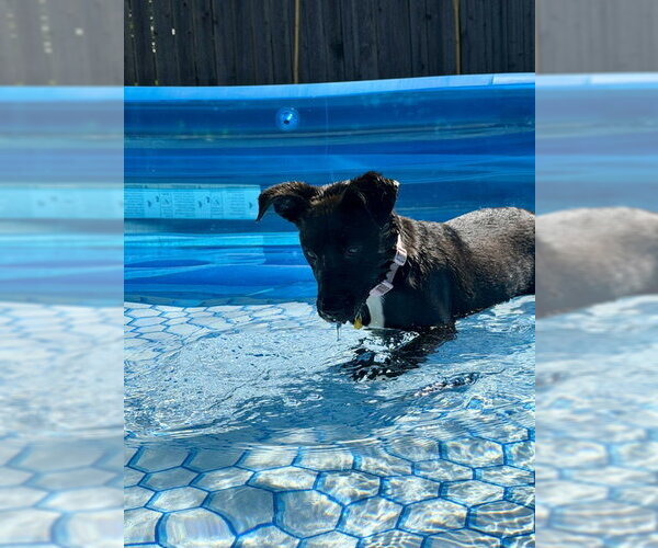 Medium Photo #10 Labrador Retriever-Unknown Mix Puppy For Sale in Sandy, UT, USA