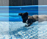 Small #9 Labrador Retriever Mix
