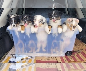 Australian Shepherd Puppy for Sale in MAGNOLIA, Texas USA