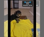 Small #2 Yorkshire Terrier