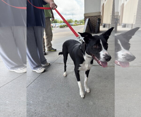 Medium Photo #2 American Staffordshire Terrier-Border Collie Mix Puppy For Sale in White Bluff, TN, USA