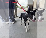 Small #1 American Staffordshire Terrier-Border Collie Mix