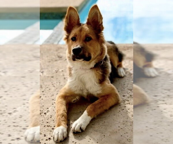 Medium Photo #1 Siberian Husky-Unknown Mix Puppy For Sale in Dana Point, CA, USA