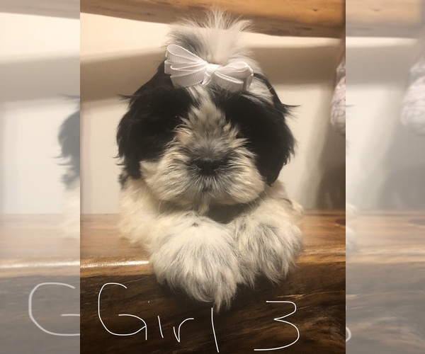 Medium Photo #1 Shih Tzu Puppy For Sale in BECKLEY, WV, USA