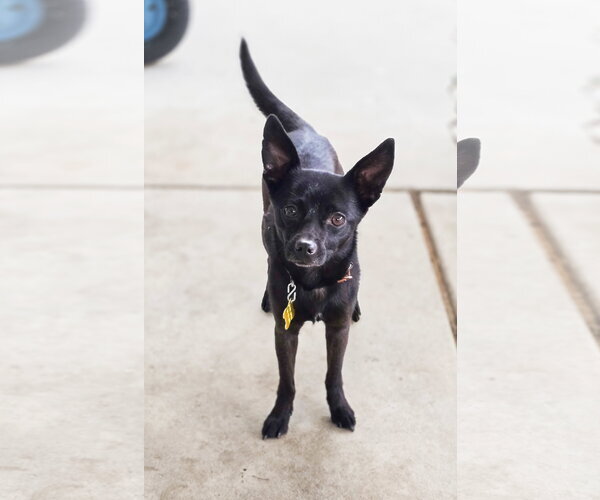 Medium Photo #2 Chihuahua Puppy For Sale in Sandy, UT, USA
