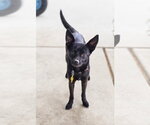 Small #1 Chihuahua
