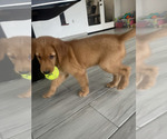 Small Photo #13 Golden Retriever Puppy For Sale in ORLANDO, FL, USA