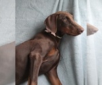 Small #1 Doberman Pinscher