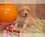 Puppy Blaire Golden Retriever