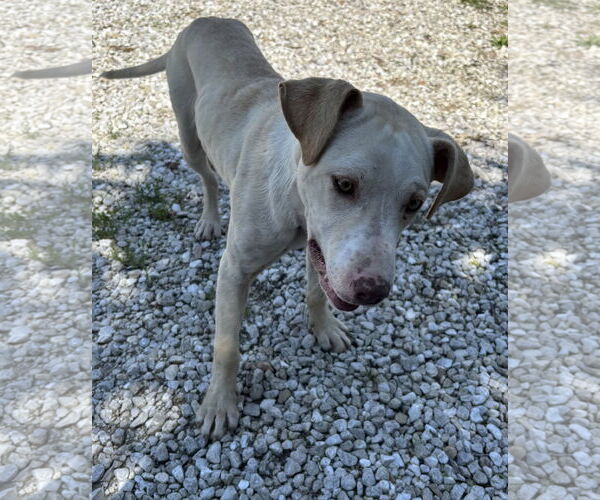 Medium Photo #3 Labrador Retriever-Unknown Mix Puppy For Sale in Macon, MO, USA