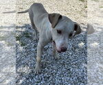 Small #2 Labrador Retriever Mix