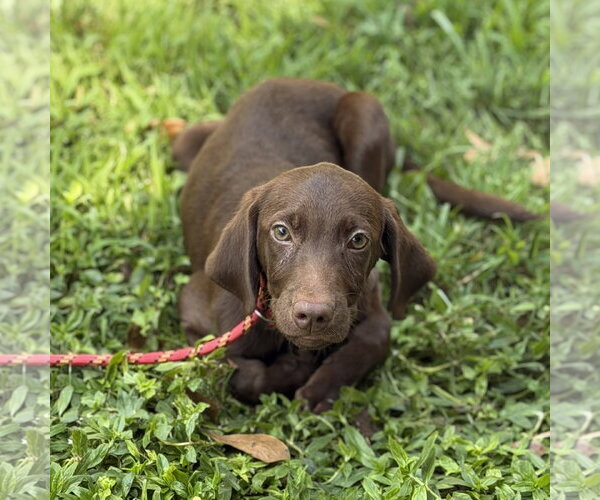 Medium Photo #2 - Mix Puppy For Sale in Yardley, PA, USA