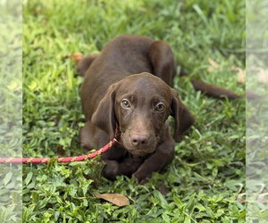 LATTE - Male - Mix Dog for Adoption - Photo #2