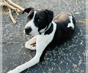 Mutt Dogs for adoption in Germantown, OH, USA