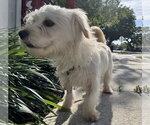 Small #3 Shih-Poo