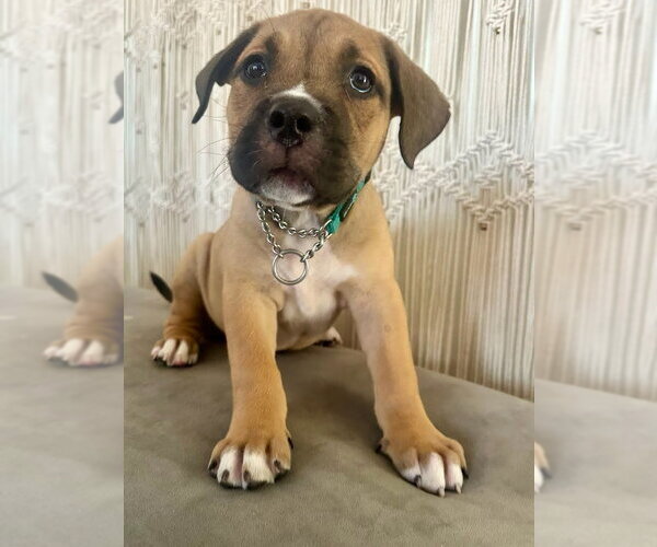 Medium Photo #3 American Staffordshire Terrier-Unknown Mix Puppy For Sale in Lake Forest, CA, USA