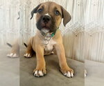 Small #2 American Staffordshire Terrier Mix