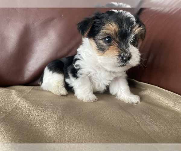 Medium Photo #4 Yorkshire Terrier Puppy For Sale in DENVER, CO, USA