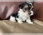 Small #3 Yorkshire Terrier