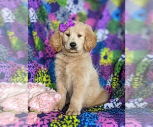 Golden Retriever-Goldendoodle Mix Puppy for sale in STEWARTSTOWN, PA, USA