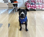 Small #2 Mutt