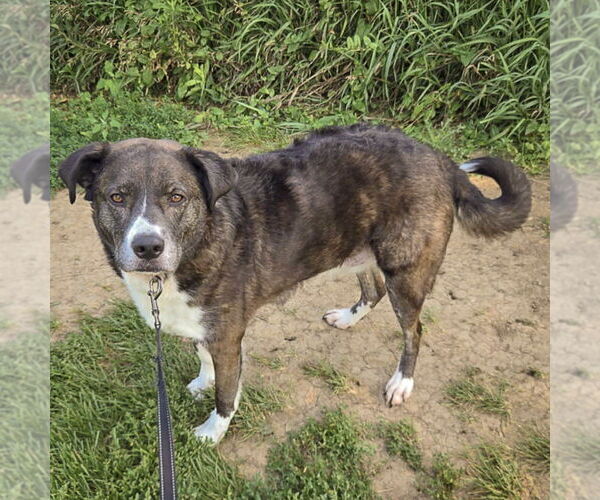 Medium Photo #3 Border-Aussie Puppy For Sale in Huntley, IL, USA