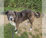 Small #2 Border-Aussie