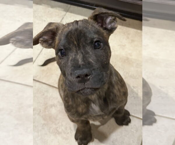 Medium Photo #1 Labrador Retriever-Unknown Mix Puppy For Sale in The Woodlands, TX, USA