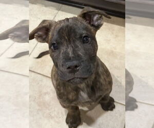 Labrador Retriever-Unknown Mix Dogs for adoption in The Woodlands, TX, USA