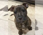 Small Labrador Retriever Mix