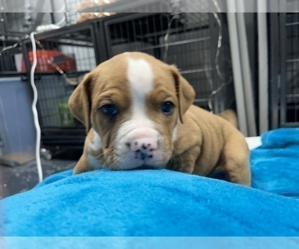 Medium Photo #128 American Bully Puppy For Sale in REESEVILLE, WI, USA