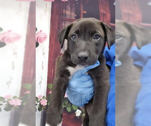 Mutt Dogs for adoption in San Bernardino, CA, USA