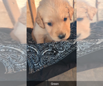 Small #1 Golden Retriever