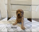 Small Photo #8 Golden Retriever Puppy For Sale in MARSHFIELD, MO, USA