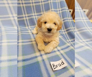 Cantel Puppy for sale in CLARKRANGE, TN, USA