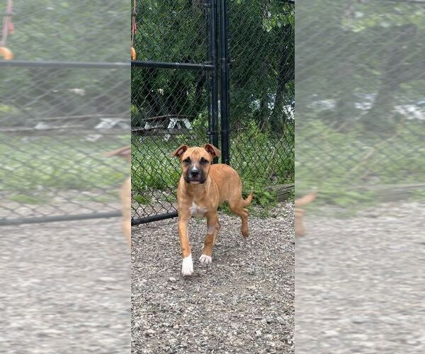 Medium Photo #3 Mutt Puppy For Sale in Elmsford, NY, USA