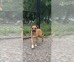Small #2 Mutt