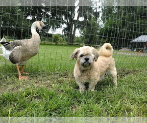 Grandpa Leo - Male Shih Tzu Dog for Adoption - Photo #3